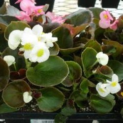 Wysadzanie do gruntu