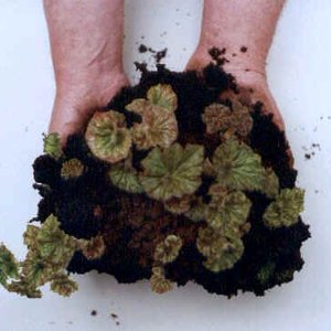 Pielęgnacja sadzonek