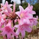 Jak dbać o amarylis?