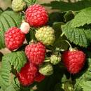 Jak chronić maliny przed chorobami i szkodnikami?