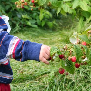Ekologiczna uprawa malin
