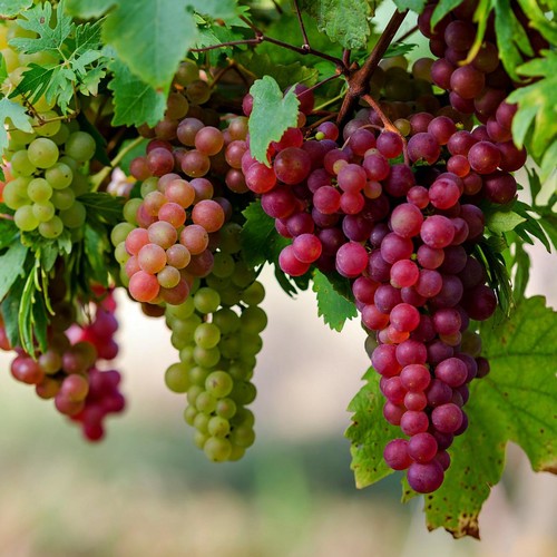 Pielęgnowanie winogron – podstawowe zasady