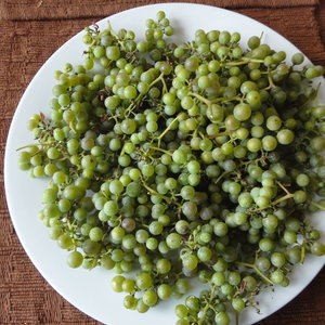 Podlewanie winorośli