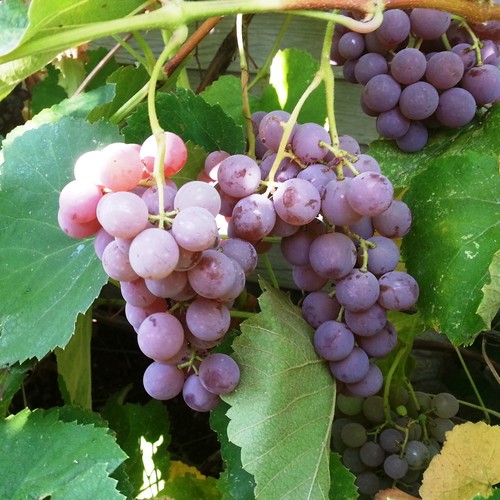 Temperatura dla winorośli