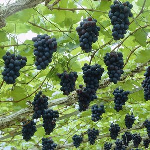 Nawożenie winorośli