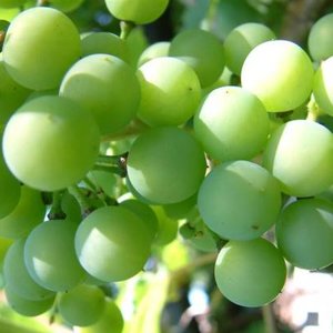 Gleba dla winorośli