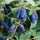 Co warto wiedzieć o uprawie jagody kamczackiej?