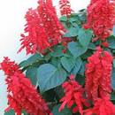 Jak dbać o szałwię błyszczącą?