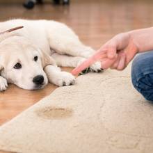 Jak przygotować preparat usuwający zapach moczu?