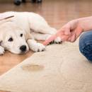 Jak przygotować preparat usuwający zapach moczu?