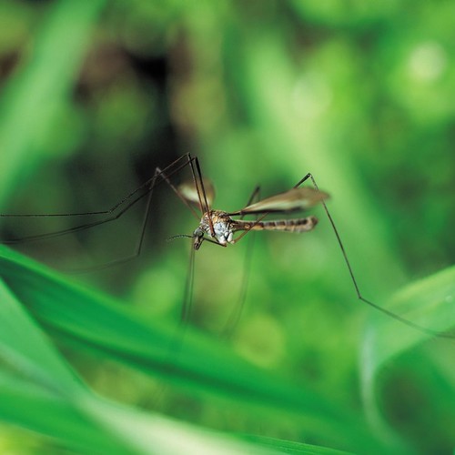 Skuteczne metody na komary w ogrodzie