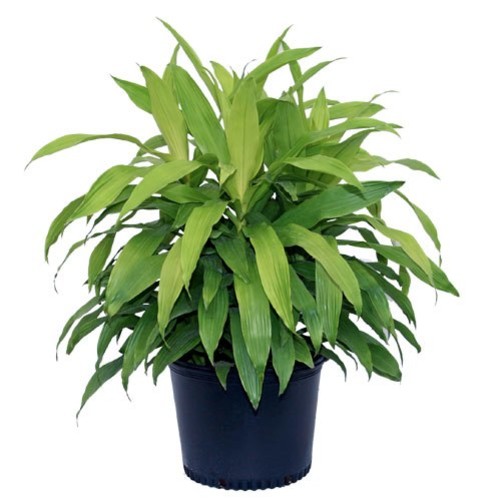 Dracena