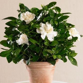 Gardenia
