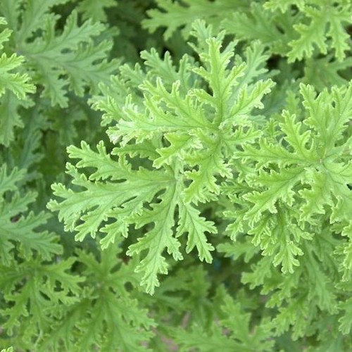 Geranium