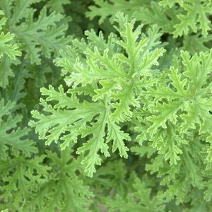 Geranium