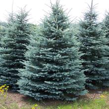 Jak zasadzić w ogrodzie świerk?