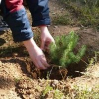 Kiedy sadzić świerk?