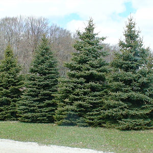 Jak posadzić świerki na żywopłot?