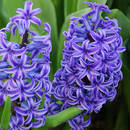 Jak dbać o hiacynty?