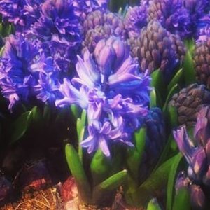 Stanowisko i wymagania glebowe