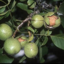 Jak posadzić w ogrodzie orzech włoski?