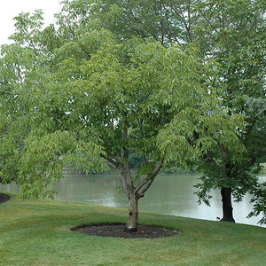 Orzech włoski a inne rośliny w ogrodzie