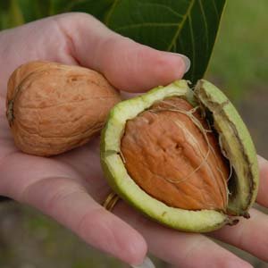 Z sadzonki czy z nasion?