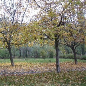 Jak zadbać o drzewka sadzone na jesieni?