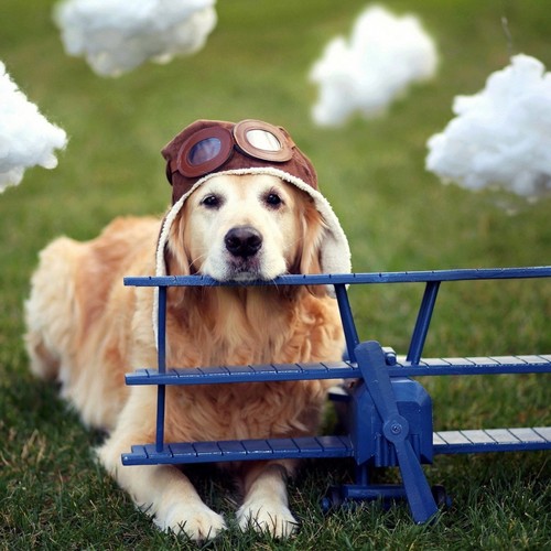 Jak przygotować psa do podróży samolotem?