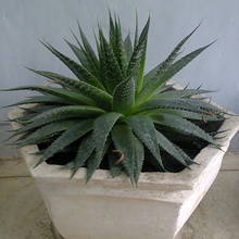 Jak rozmnażać aloes?