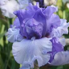 Jak uprawiać irysy?