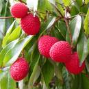 Jak uprawiać liczi w warunkach domowych?