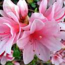 Jak pielęgnować azalię wielkokwiatową?