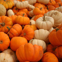 Domowe kosmetyki z dodatkiem dyni