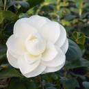 Jak dbać o kamelię japońską?