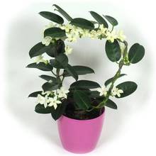 Jak pielęgnować jaśmin kwiecisty?