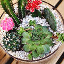 Jak założyć domowy ogródek z sukulentami?