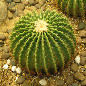 Co warto wiedzieć o sukulentach