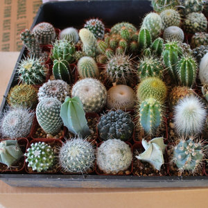 Jak wybrać sukulenty do ogródka?