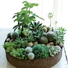 Jak sadzić sukulenty?