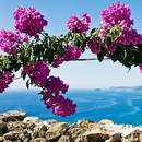 Jak dbać o bugenwillę?