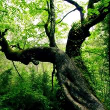 Po czym poznać, ile lat ma drzewo?