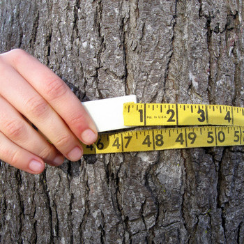 Określenie wieku drzewa rosnącego – metoda druga