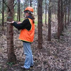 Określenie wieku drzewa rosnącego – metoda pierwsza