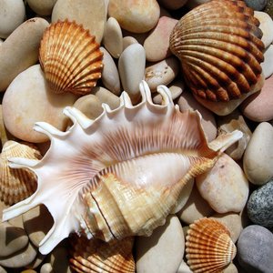 Pamiątki znad morza