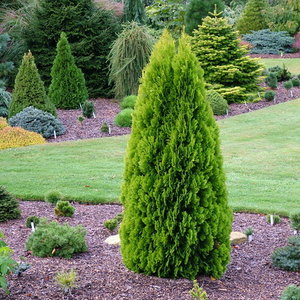 Gdzie posadzić tuje?