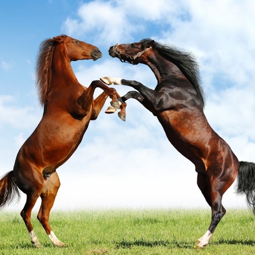 Co warto wiedzieć o rodzajach umaszczenia koni?