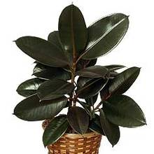 Jak pielęgnować figowiec sprężysty?