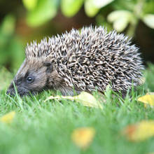 Jak zaprosić jeża do naszego ogrodu?