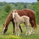 Co warto wiedzieć o rasach koni?